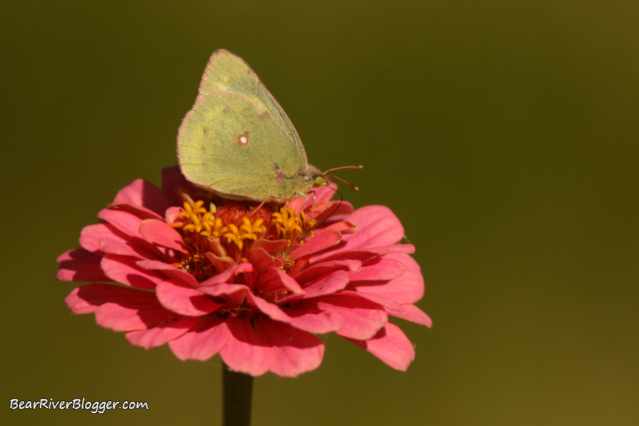 3 Tips For Photographing Butterflies On A Windy Day.