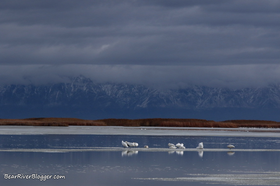 frozen wetland and tundra swans on the bear river migratory bird refuge.