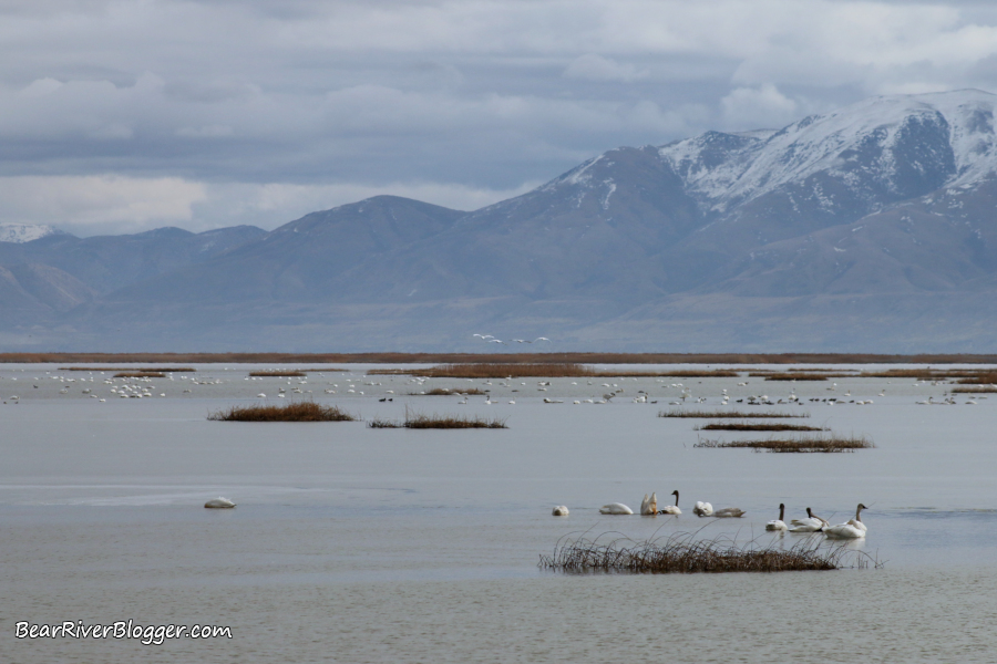 tundra swans on the bear river migratory bird refuge