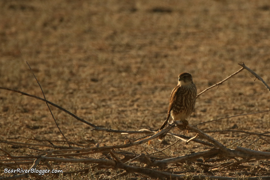 Merlin perched on a branch on the Bear River Migratory Bird Refuge.