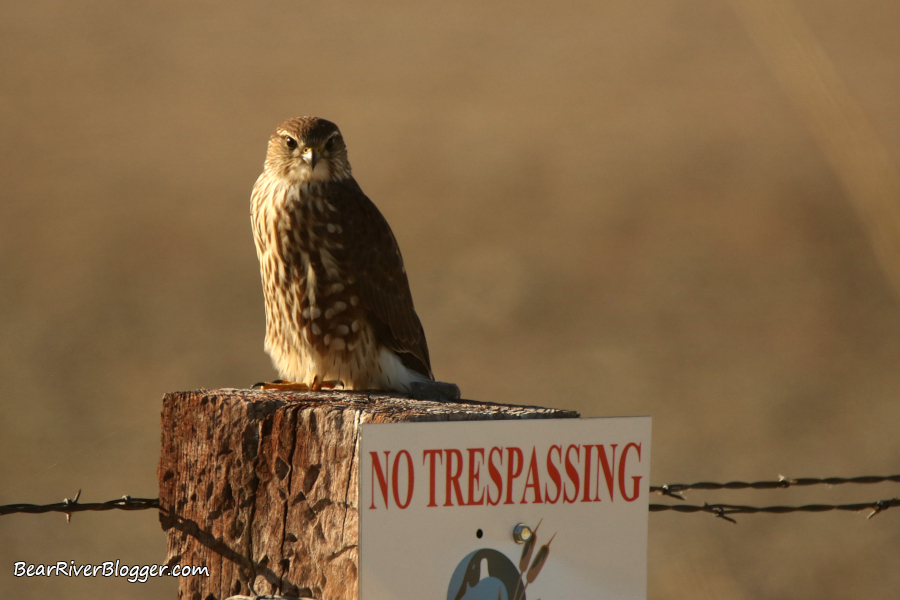 Merlin perched on a fence post on the Bear River Migratory Bird Refuge.