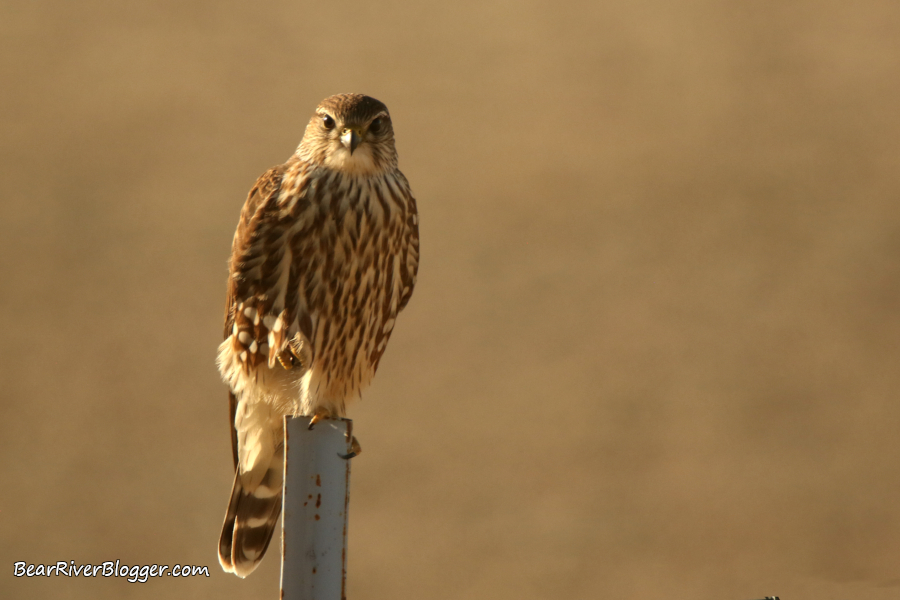 merlin perched on a metal fence post