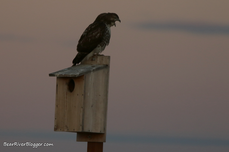 red-tail hawk starting to expel a pellet as it sits on a kestrel box.