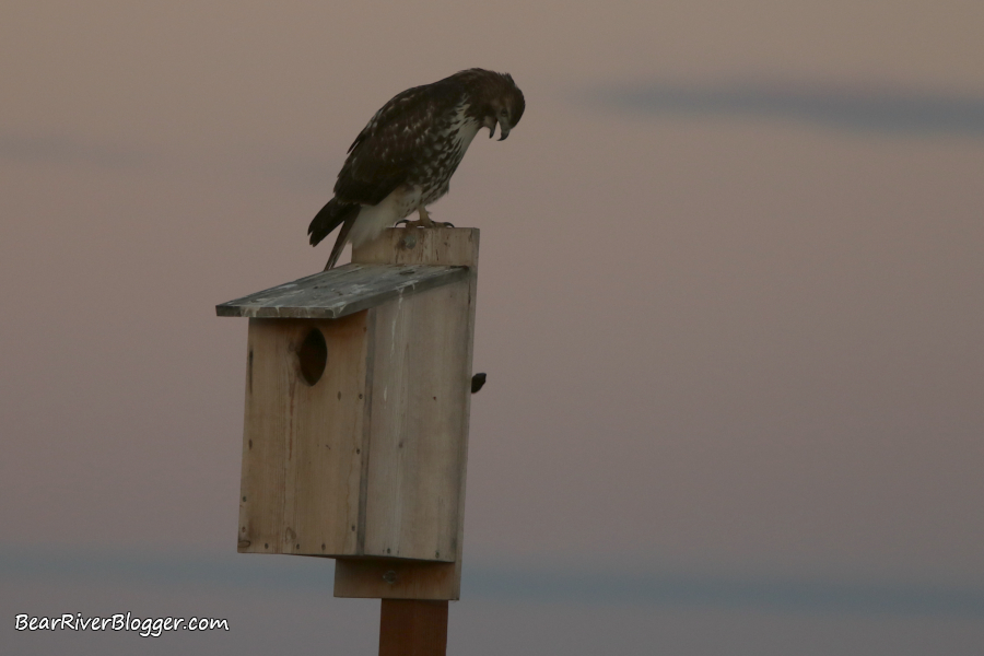 red-tailed hawk expelling a pellet