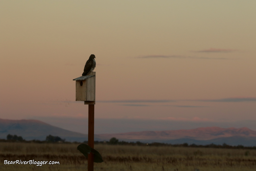 red-tailed hawk sitting on a kestrel box