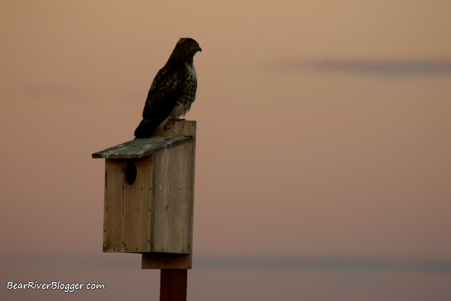 red-tailed hawk perched on a kestrel box on the Bear River Migratory Bird Refuge.