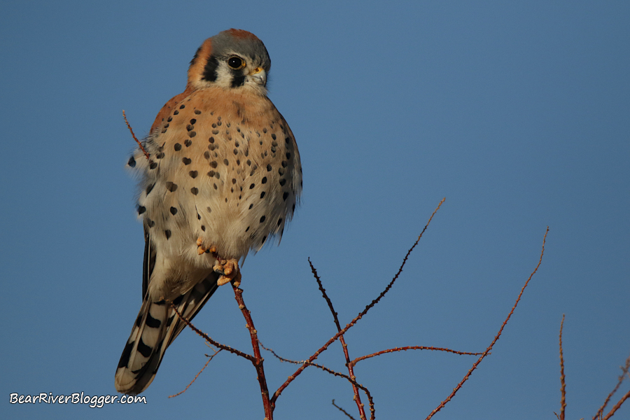 Male American kestrel perched in a tree against a blue sky.