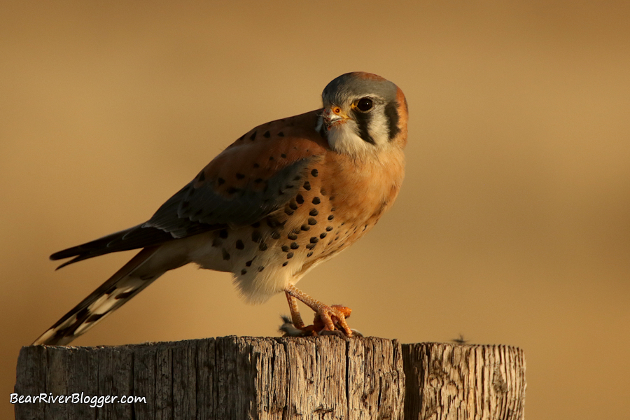 American kestrel perched on a wooden fence post on the Bear River Migratory Bird Refuge.