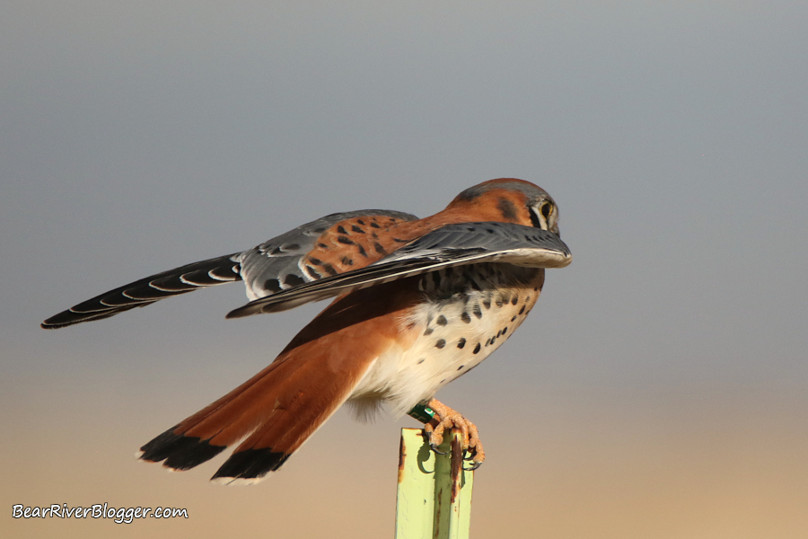 A leg-banded American kestrel on a metal fence post.