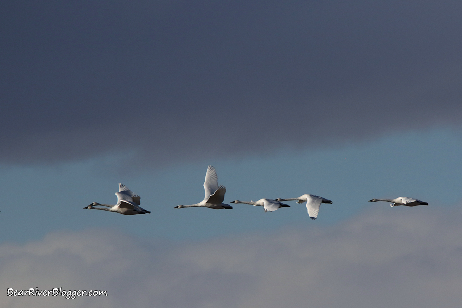 trumpeter swans flying against a cloudy sky in utah