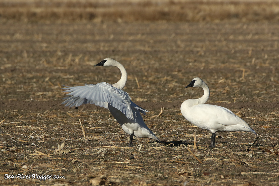 Trumpeter swans standing in a grain field in Box Elder County, Utah.