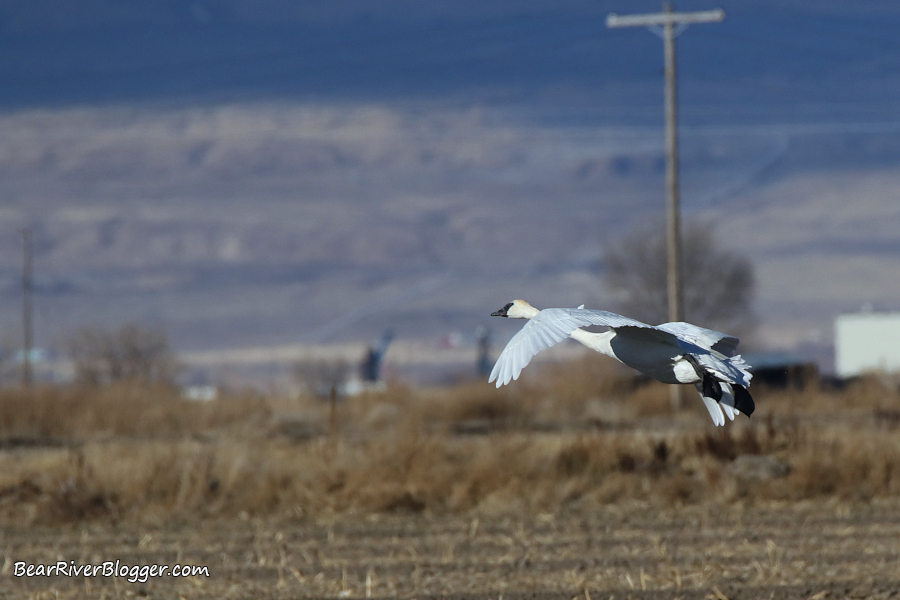 A solitary trumpeter swan flying over a grain field in Box Elder County, Utah.