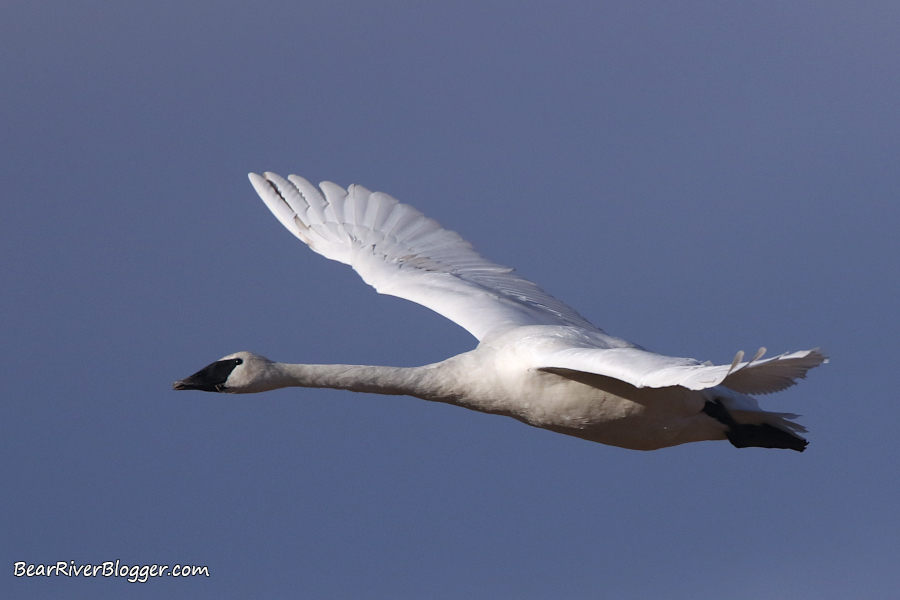 A close-up of a trumpeter swan flying against a blue sky in Box Elder County, Utah.