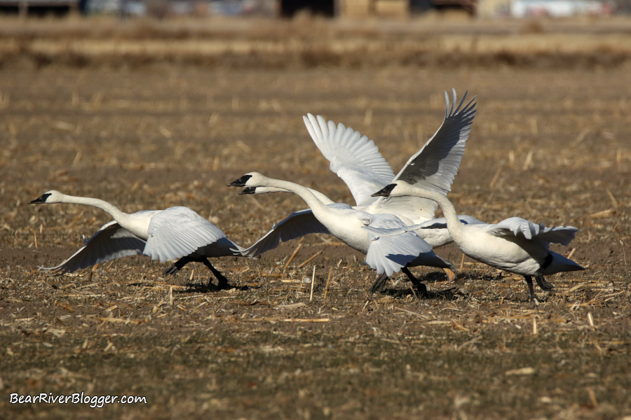 Trumpeter swans flapping and running to take flight.