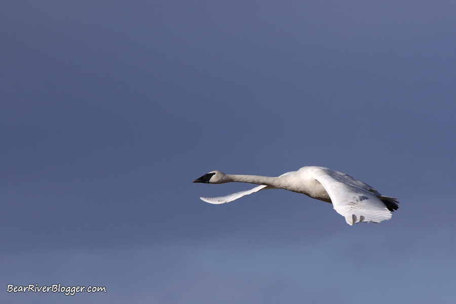 trumpeter swan taking flight