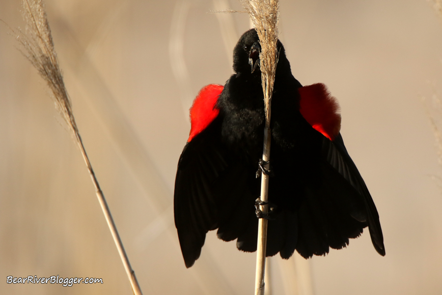 male red-winged blackbird singing