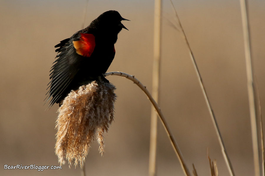 red-winged blackbird singing on the Bear River Migratory Bird Refuge.