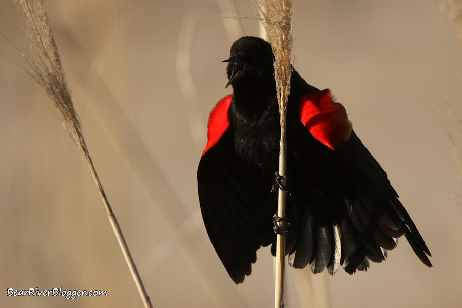 male red-winged blackbird singing