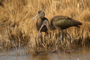 Two white-faced ibis feeding in a frozen wetland on the Bear River Migratory Bird Refuge.
