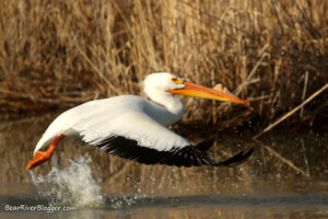 American white pelican in flight taking off from the water.