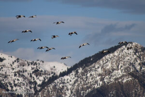 A flock of migrating snow geese flying against a snow-covered mountain in Utah.