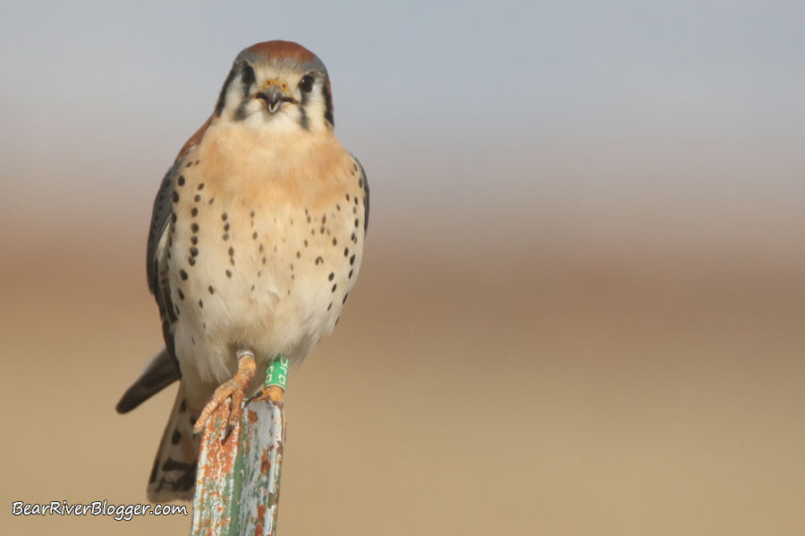 american kestrel on a metal fence post with a green leg band