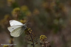 cabbage white butterfly