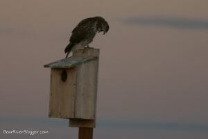 red-tailed hawk regurgitating a pellet