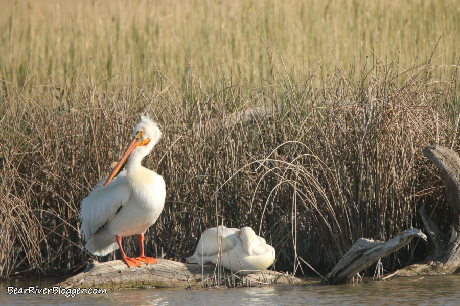 two American white pelicans sitting on a log on the Bear River Migratory Bird Refuge.