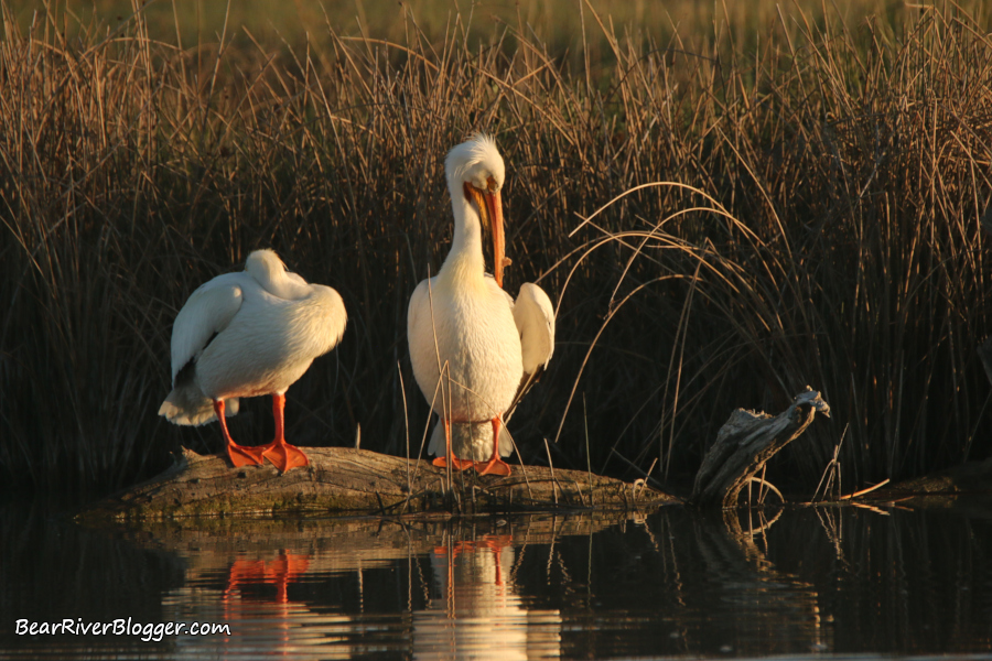 two American white pelicans resting on a log.