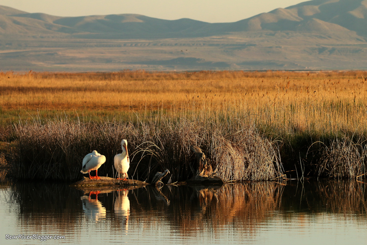 2 pelicans sitting on a log on the edge of the Bear River.