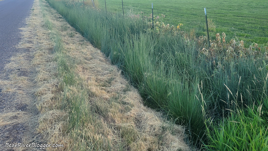 dead milkweed along the roadside