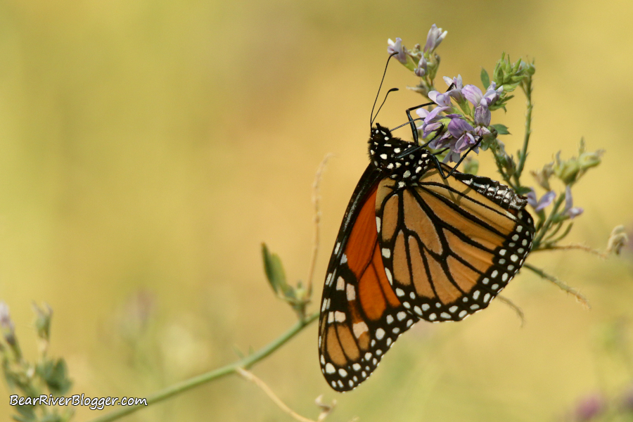 monarch butterfly feeding on nectar from an alfalfa bloom