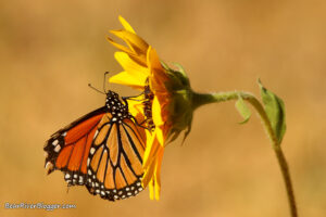 monarch butterfly feeding on a blooming sunflower