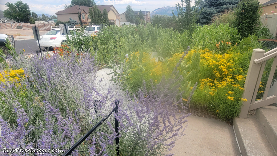urban pollinator garden