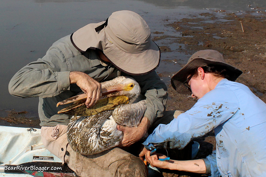 Aimee Van Tatenhove fitting a white pelican with a leg band and a satellite transmitter at Farmington Bay WMA