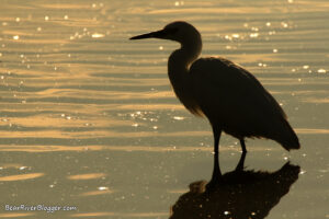 snowy egret silhouette on the Bear River Migratory Bird Refuge auto tour route