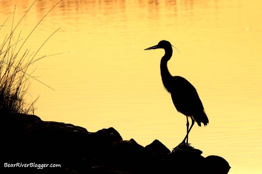 great blue heron standing on some rocks on the Bear River Migratory Bird Refuge auto tour route.