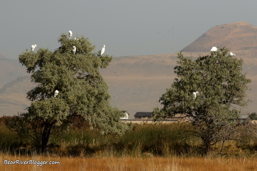 great egrets perched in a tree on the bear river migratory bird refuge