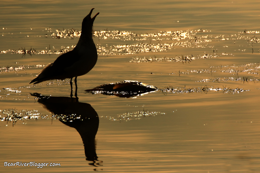 gull eating a fish on the Bear River Migratory Bird Refuge auto tour route low, morning light