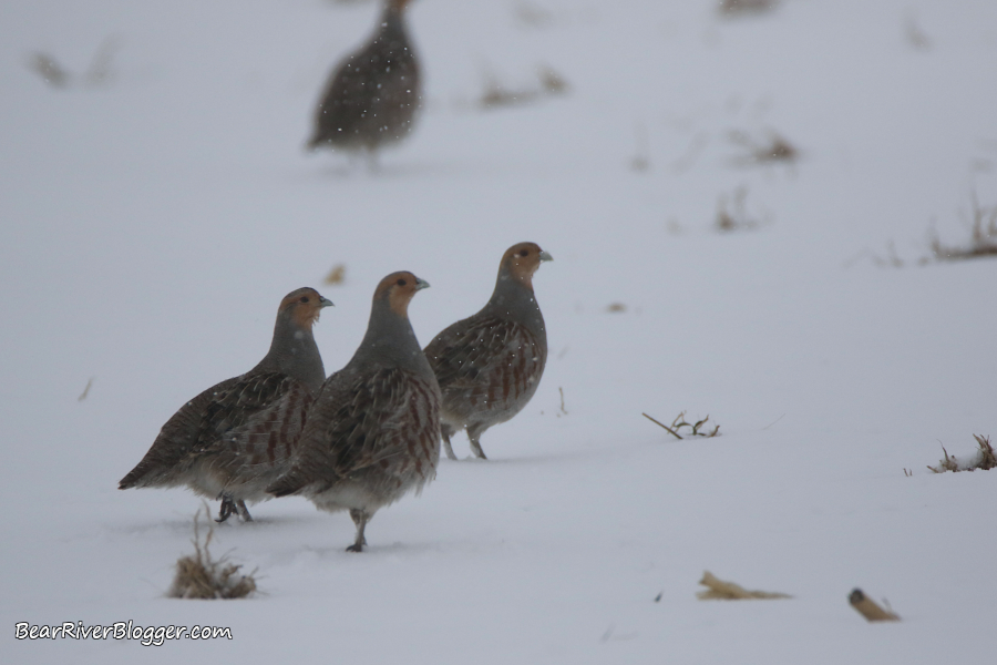 hungarian partridge in the snow