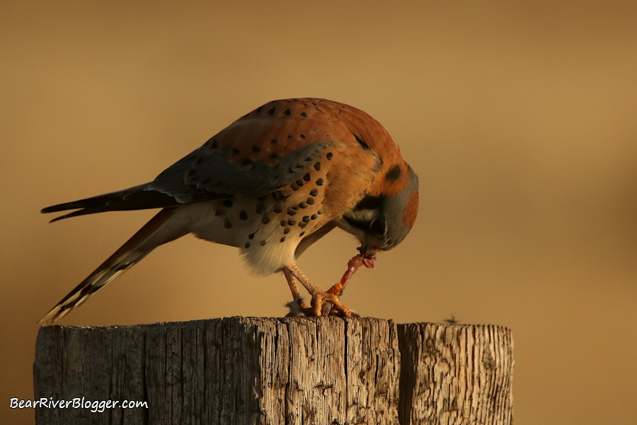 American kestrel eating a mouse while perched on a fence post