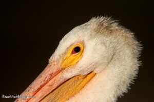 close-up of an American white pelican head and beak