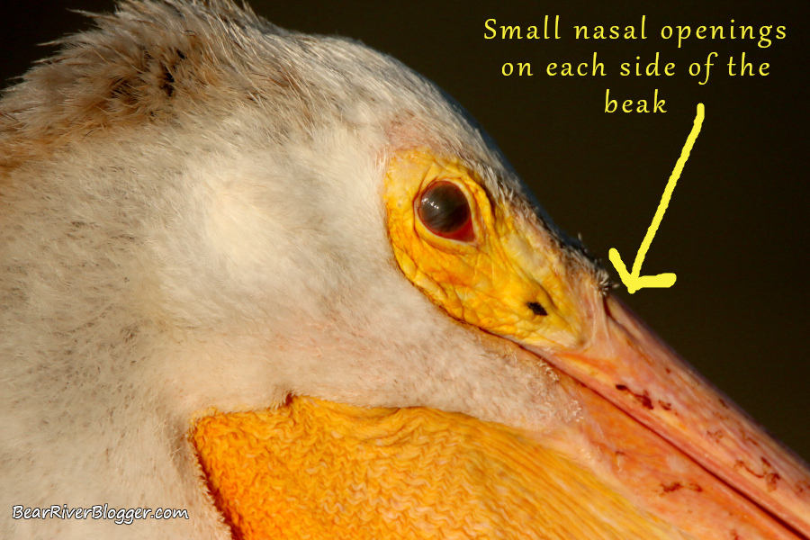 small nasal slits on a white pelican