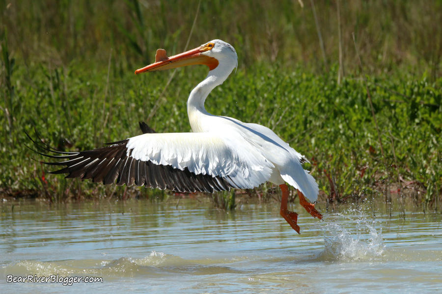 American white pelican showing its caruncle as it takes off from the water