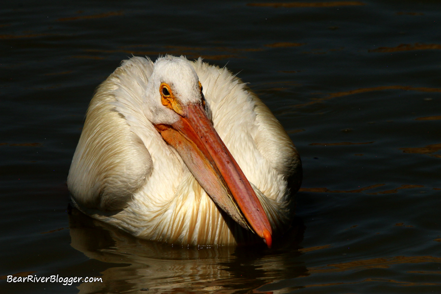 American white pelican from the Bear River Migratory Bird Refuge.