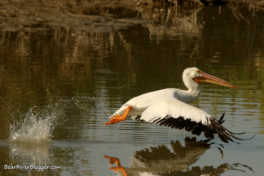 American white pelican taking off from the water on the Bear River Migratory Bird Refuge auto tour route.