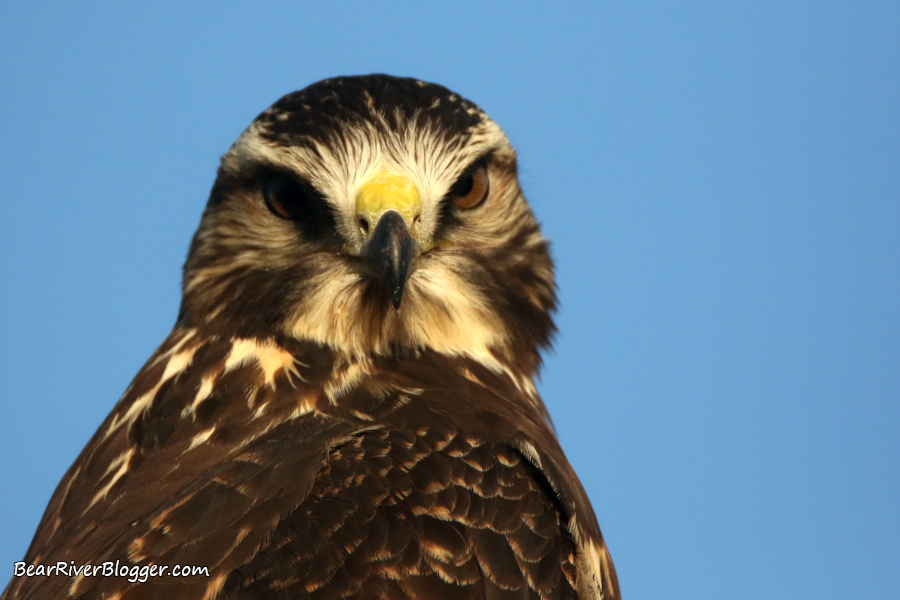 swainson's hawk
