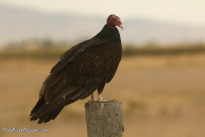 turkey vulture on a fence post