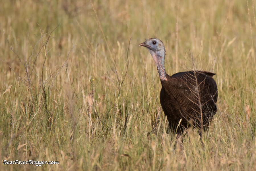 wild turkey on the bear river migratory bird refuge